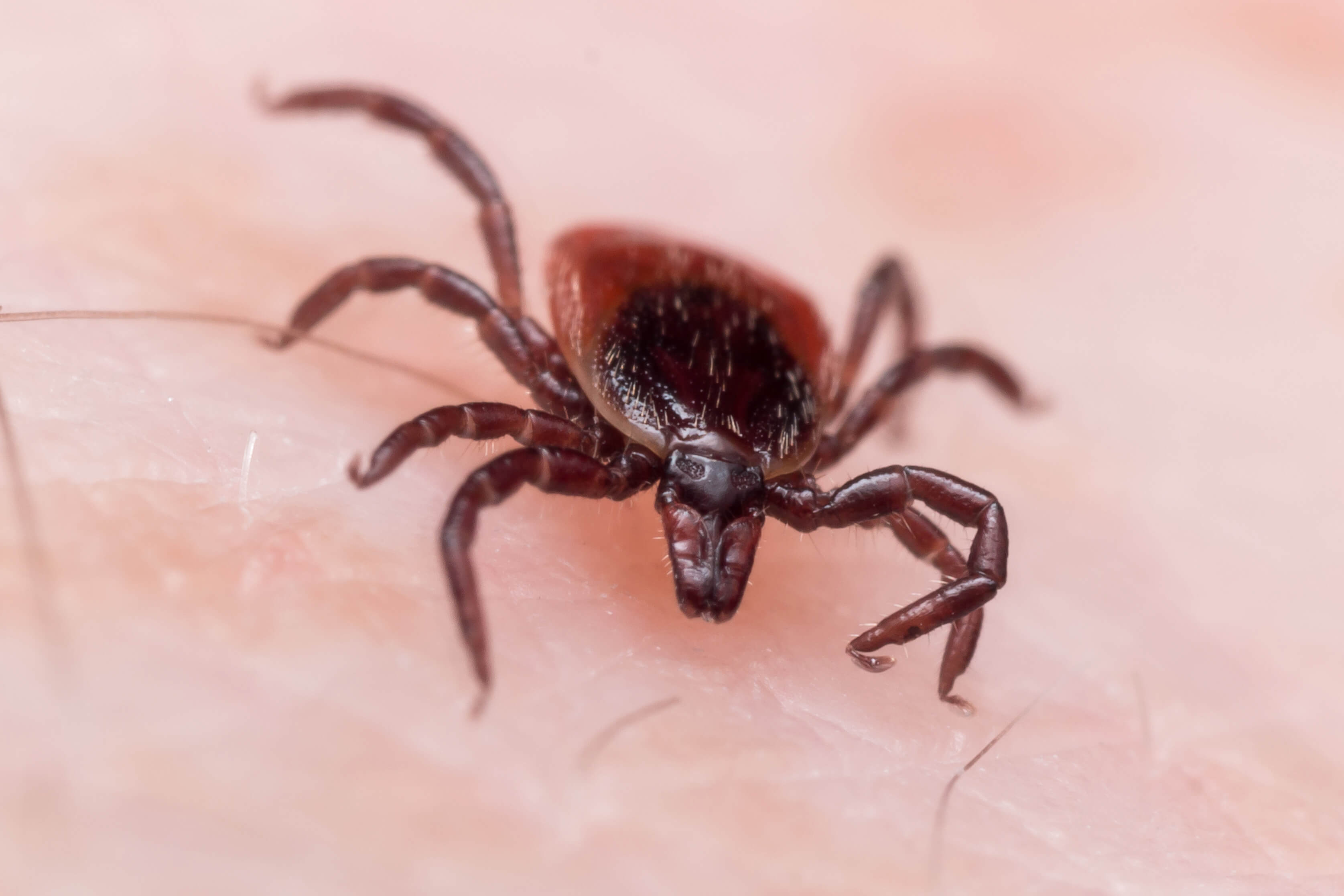 Extreme close up photo of adult female deer tick crawling on white skin